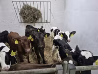 सांड, Russian Black pied cattle — फ़ोटो 3