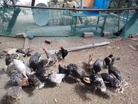 Chickens — फ़ोटो 1