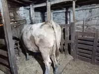 Сиыр, Абердин – ангус тұқымы — 3-сурет