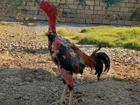 Malay Game — Foto 1