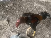 Chickens — الصورة 4