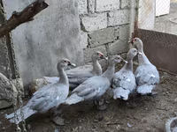 Ducks — Foto 1