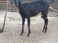 Cabra, Cabras — foto 3