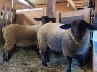 母羊, Baerchuke sheep — 照片 2
