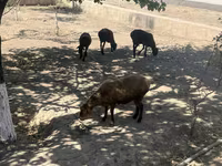 公羊, Sheep — 照片 1