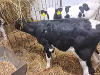 Bulle, Holstein-Rasse — Foto 2