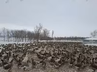 Turkeys — foto 6
