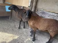 نعجة, Karakul sheep — الصورة 1