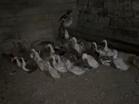 Geese — الصورة 1