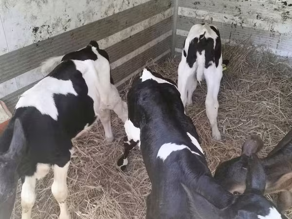 Kuh, Russian Black pied cattle
