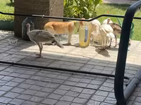 برونز — الصورة 3