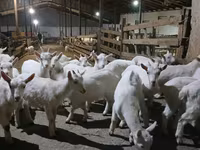 Ешкі, Saanen goat — 1-сурет