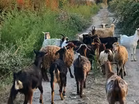 Ешкі, Damask goat — 8-сурет