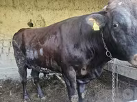 公牛, Red Estonian cattle — 照片 2