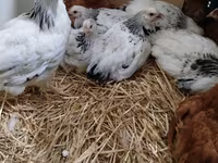 Chickens — फ़ोटो 3