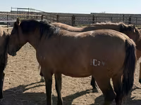 Caballo, Mugalzhar horse — foto 6