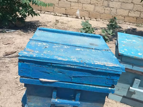 🐝 20 ədəd arı yeşiyi satılır! İşlək vəziyyətdədir, möhkəm və