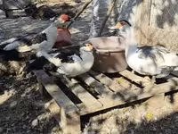 Ducks — الصورة 1