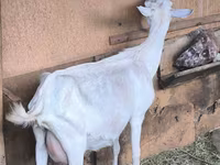 Goat, Alpine goat — photo 4