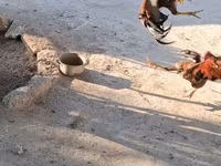 Chickens — Foto 8