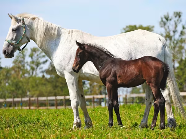 فرس, Orlov Trotter