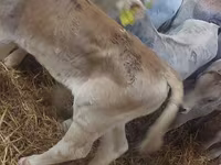 ثور, Simmental cattle — الصورة 3