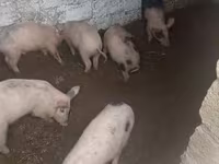 Eber, Schweine — Foto 4