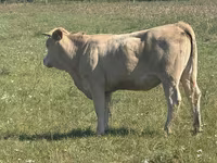 Сиыр, Charolais cattle — 3-сурет