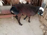 كبش, Blackheaded Persian sheep — الصورة 5