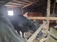 Vaca, Ganado vacuno — foto 2