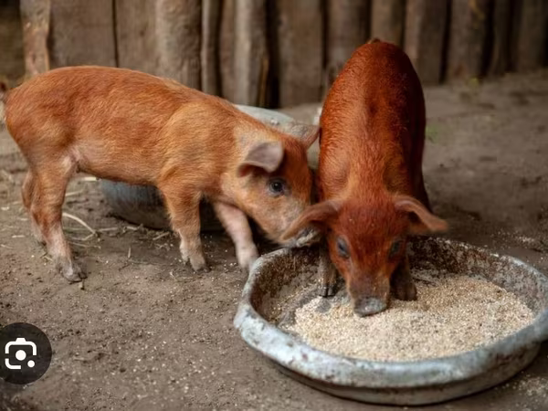 Schweine (Partie, Geschlecht nicht angegeben), Дюрок
