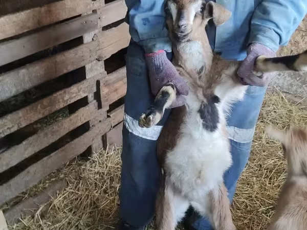 Ziegenbock, Nubian Goat