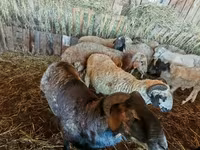أغنام (دفعة، الجنس غير محدد), Hissar sheep — الصورة 2
