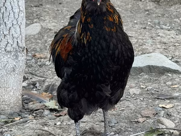 Амераукана