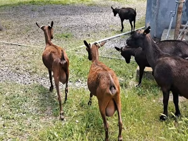 Ешкі, Murcia-Granada goats