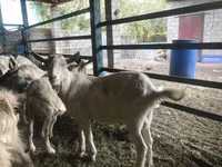 公山羊, Saanen goat — 照片 6