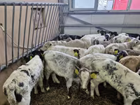 Rinder (Partie, Geschlecht nicht angegeben), Simmental cattle — Foto 2