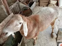 كبش, Arashan sheep — الصورة 3