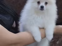 Məhsul: Pomeranian Spitz balası - Rəng: qar kimi ağ - Xəz: sıx — фото 2