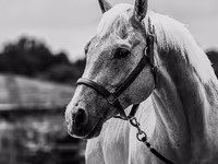 At, Quarter Horse — foto 4