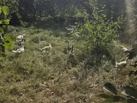 Geese — الصورة 2
