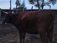 母牛, Kazakh White-headed cow — 照片 2