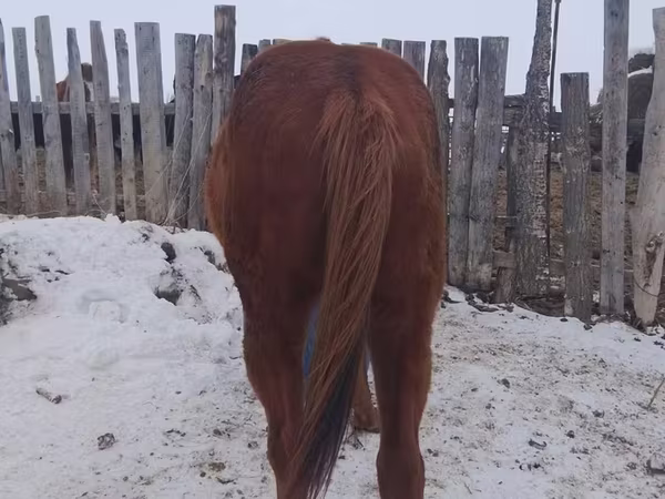 Hengst, Russian Don