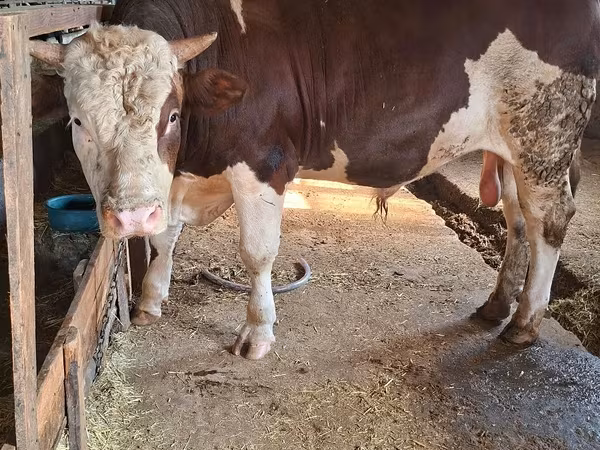 公牛, Simmental cattle