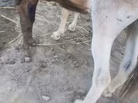 خيول (دفعة، الجنس غير محدد), الخيول — الصورة 1