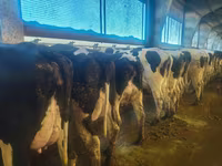 Kuh, Holstein-Rasse — Foto 4
