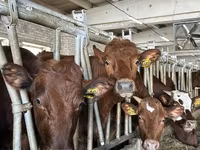 Bovinos (lote, sexo no especificado), Ganado vacuno — foto 4