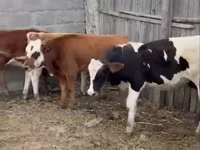 ثور, Simmental cattle — الصورة 2
