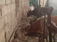Kuh, Simmental cattle — Foto 4