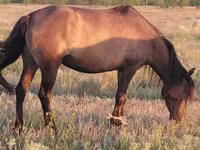 Madyan, Mugalzhar horse — foto 2